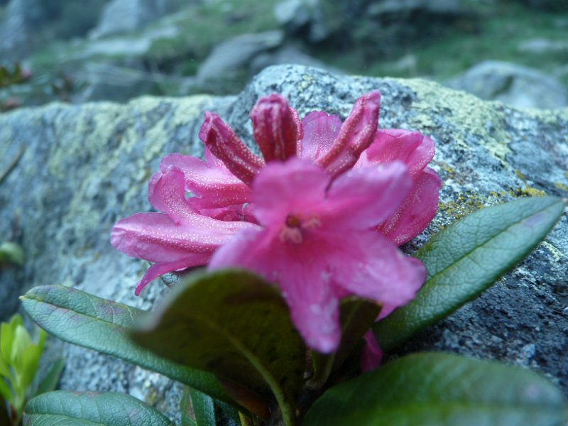Fleur de rodo